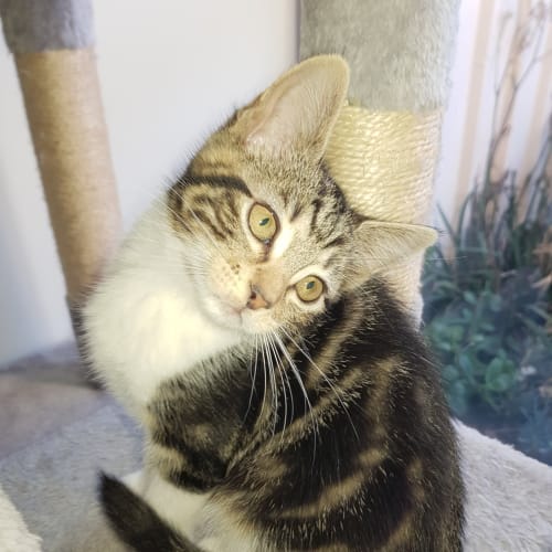 Lucee **2nd Chance Cat Rescue**
