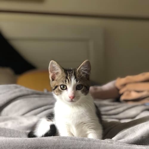 Buzz *2nd Chance Cat Rescue*