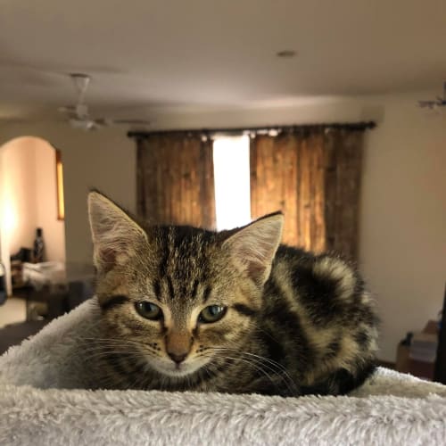 Woody **2nd Chance Cat Rescue**