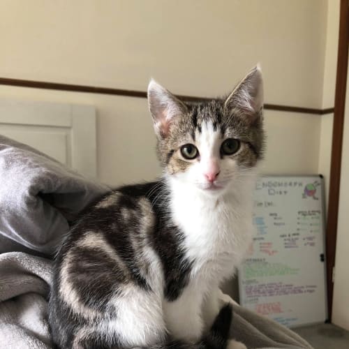 Bo Peep **2nd Chance Cat Rescue**