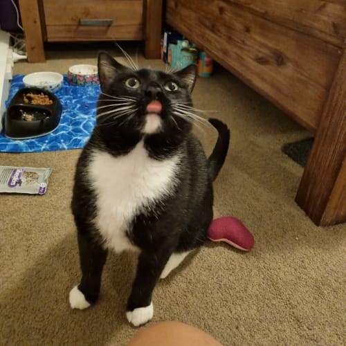 Samson