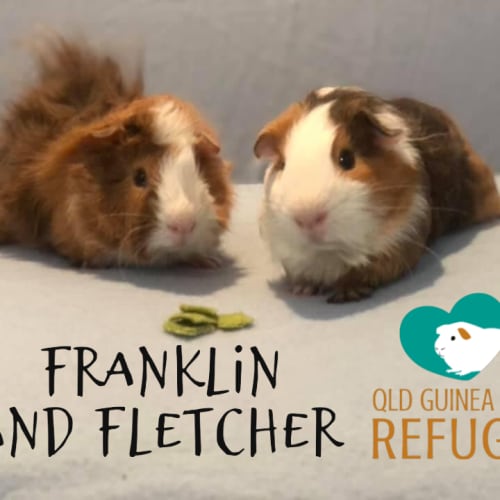 Franklin and Fletcher