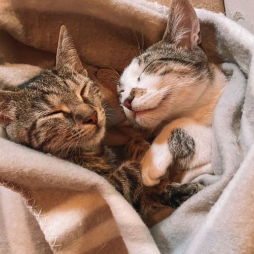 Ninja and Motita 