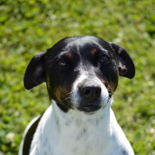 Angie ~ 5yr Old Staffy X Foxy(on trial 17/7/21)