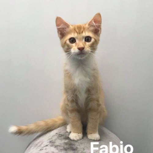Fabio