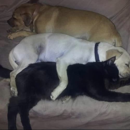Winston & Jet 