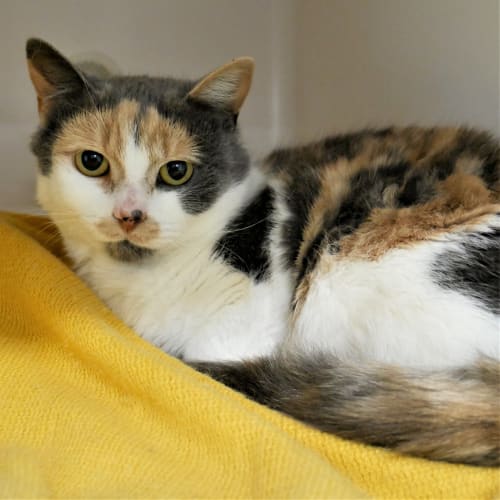 Bellatrix rsta006418