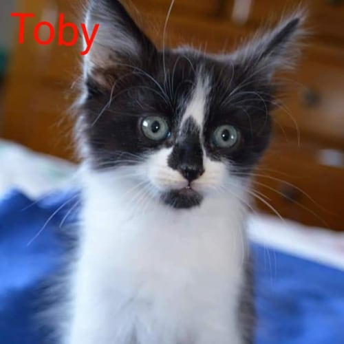 Toby