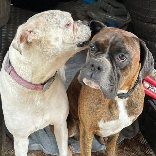 Luna and Chuck