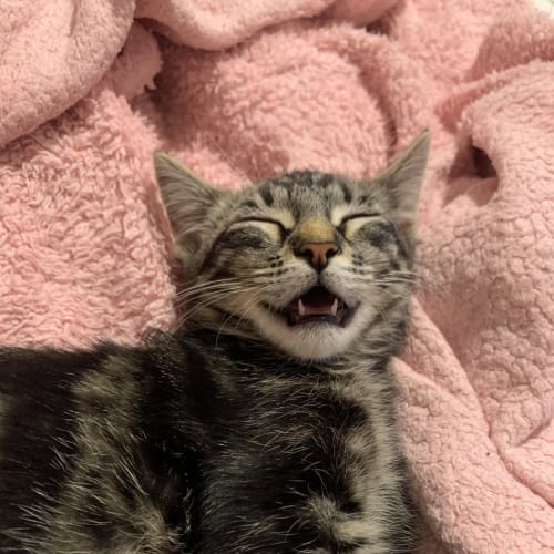 Theodore