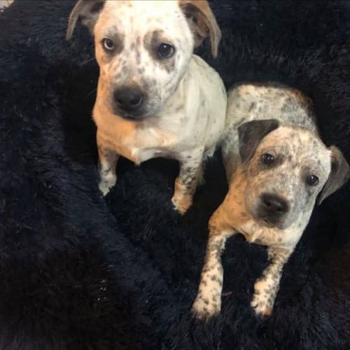 Lorenzo and Benson