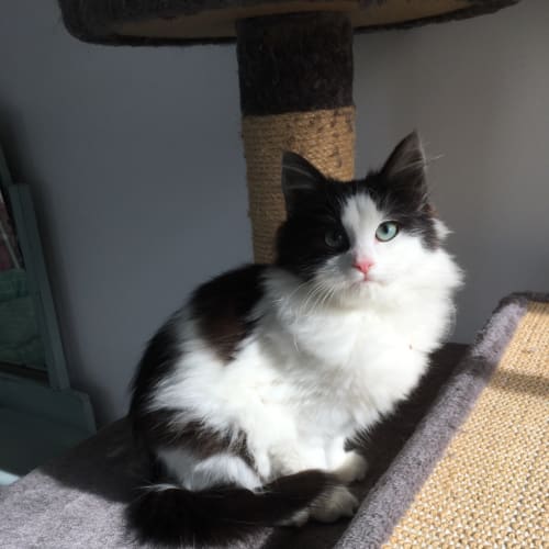 Ivy the rescue kitten! 