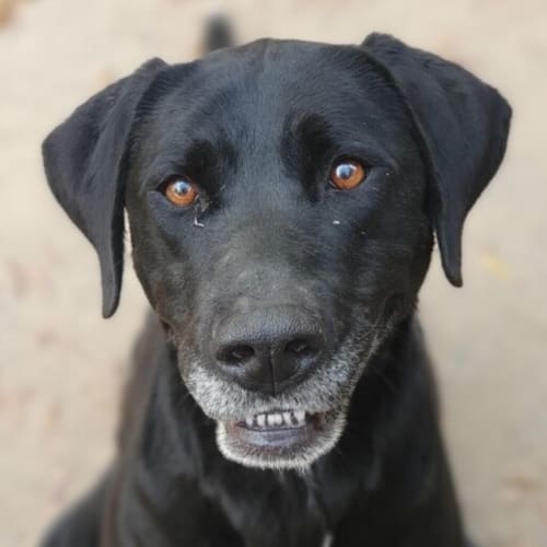 Mailee