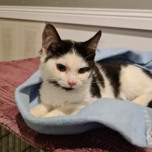 C.Cee **2nd Chance Cat Rescue**