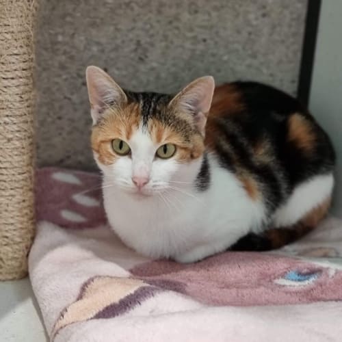 Veruca