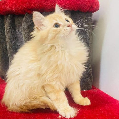 Paulie - Located in Preston 