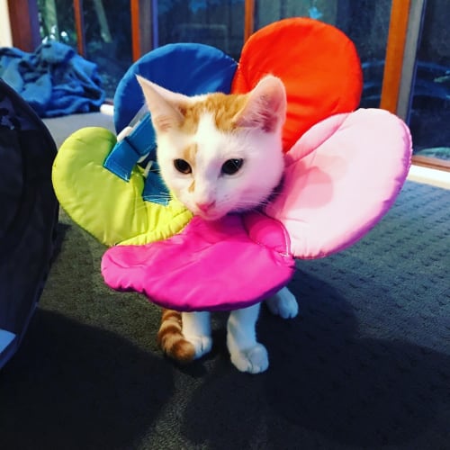 Peaches - located in Footscray