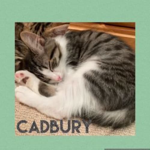 Cadbury