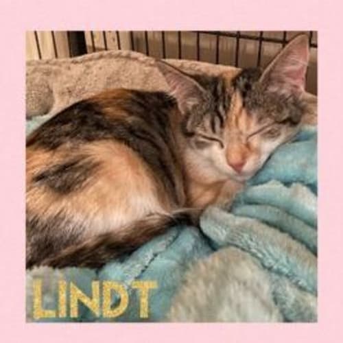 Lindt