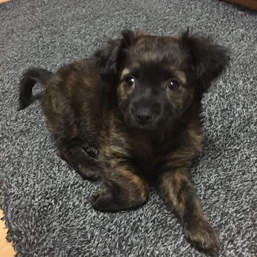Beau