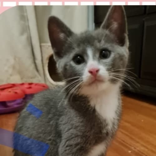 Miss Charlie 