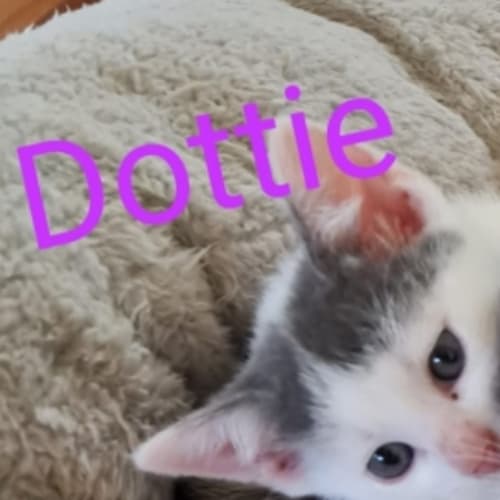 Dottie