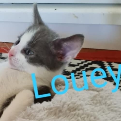 Louey