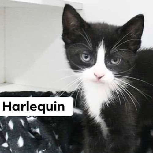 Harlequin