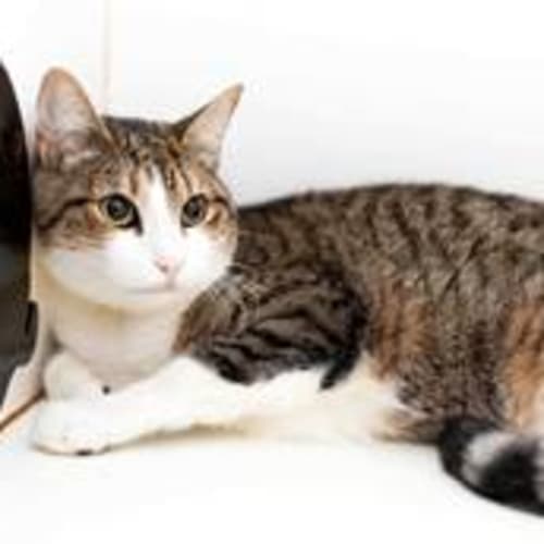 Tilly - Located in Bundoora