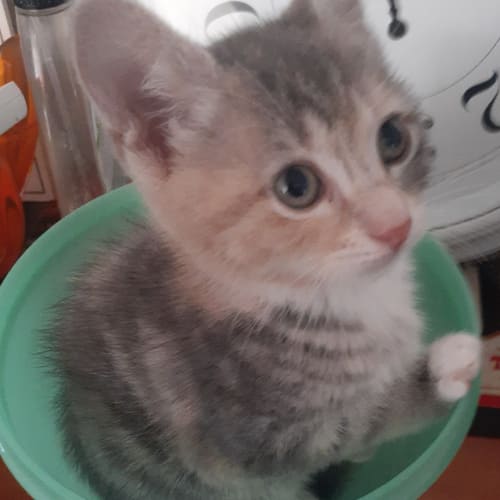 Kiara