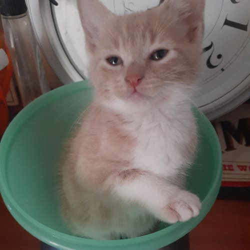 Nala 