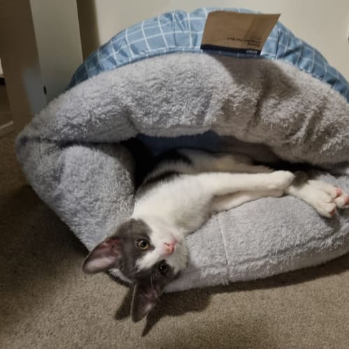 Kitkat and Bubblegum