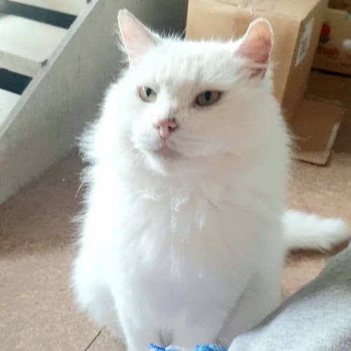 Falkor. Big, loving puff of fluff!