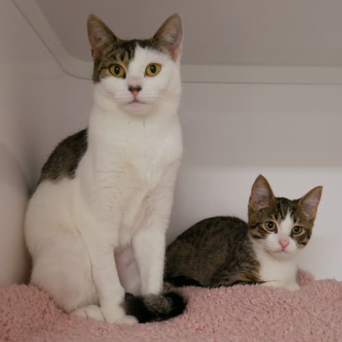 Mary SUA008576 & Poppins SUK008575