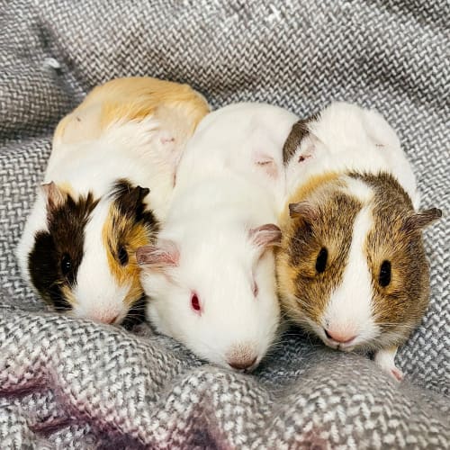 Cashew, Pecan & Pistachio