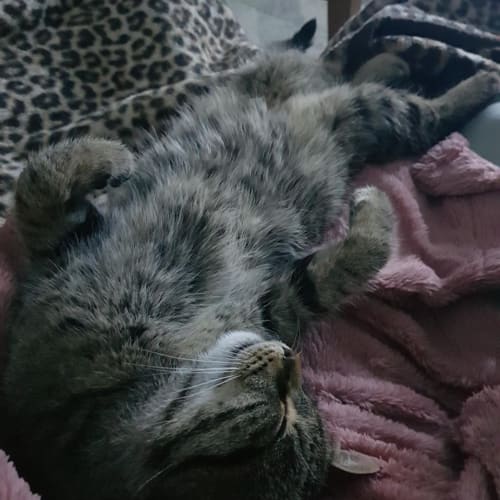 Robin - Located in Avondale Heights 