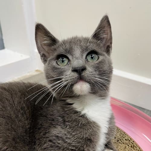 Baby - Meet me in Preston 