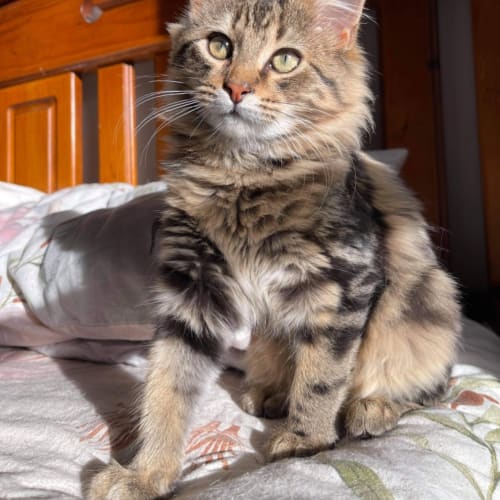 Fergus
