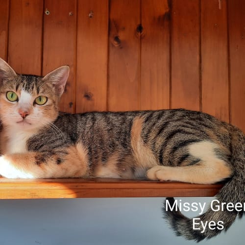 Missy Green Eyes