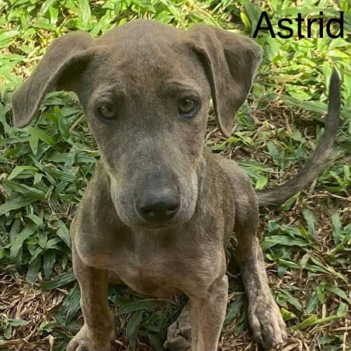 Astrid