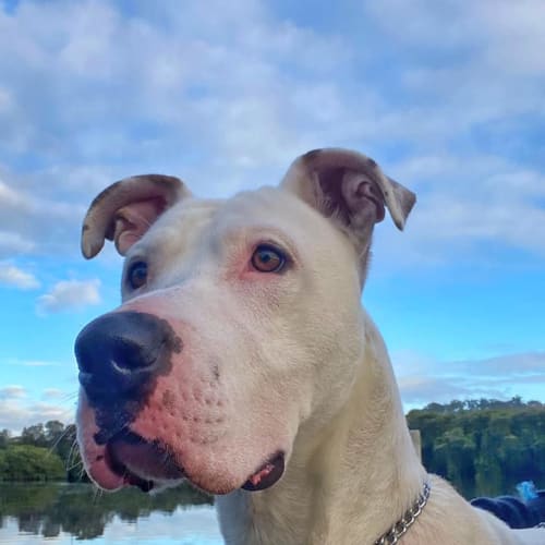 12+ Coastal Pet Rescue Central Coast