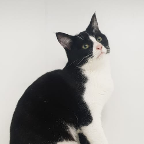 Danish