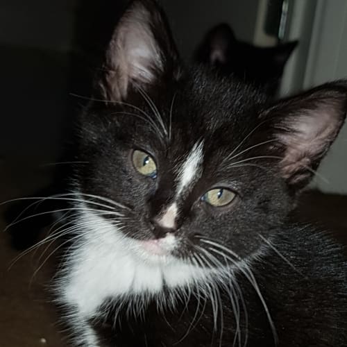Ollie 
