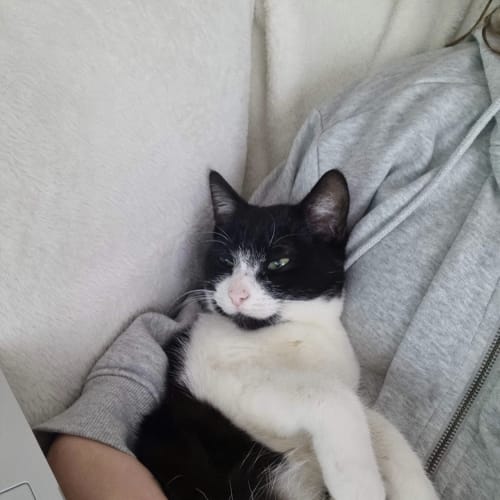 Astro 