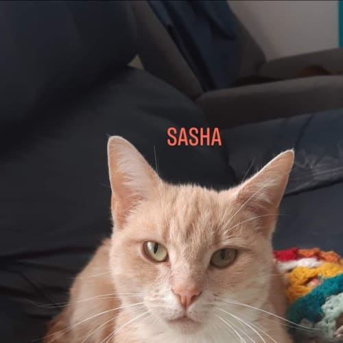 Sasha