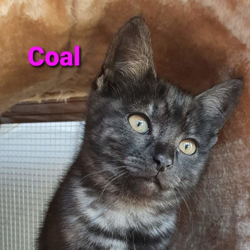 Coal