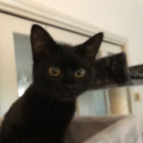 Amelia 