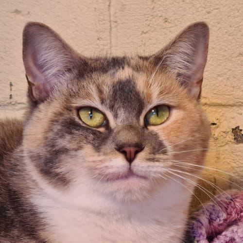 Rajah (adoption Pending)