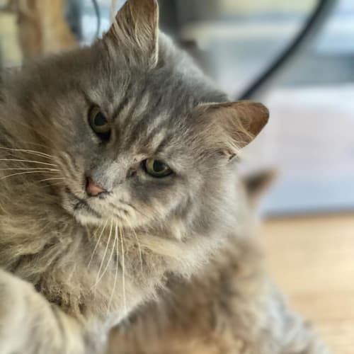 Lady Cecile Rathdowne