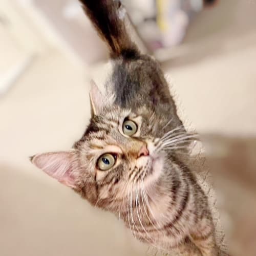 Fifi (Now Phoebe)